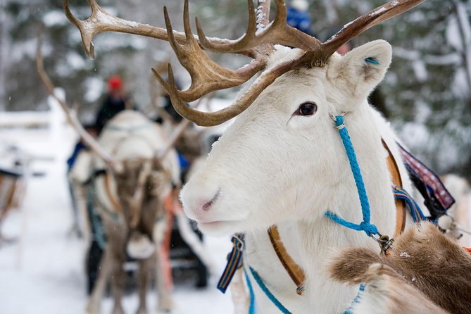 Lapland Reindeer Safari from Rovaniemi - A farm visit with centuries of local tradition