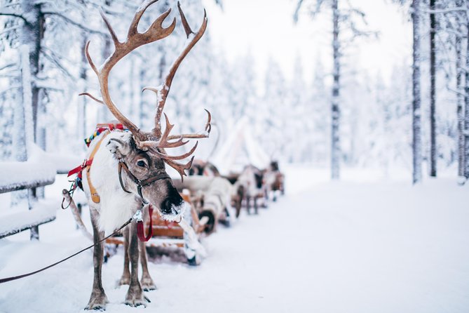 Lapland Reindeer Safari from Rovaniemi - How this compares with Santa Claus Village