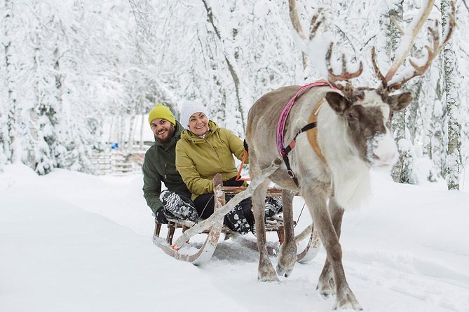 Lapland Reindeer Safari from Rovaniemi - Feeding the reindeer, with a clear view of animal care