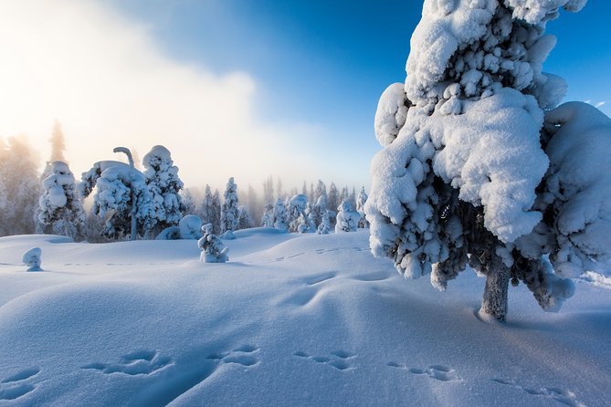 Lapland Snowmobile Safari from Levi - Riding from Levi into the snowy forest