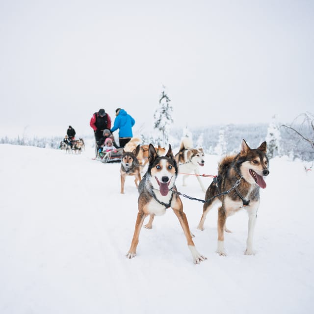 Levi: 15-Kilometres Self-Driving Husky Tour - Key points to know before booking