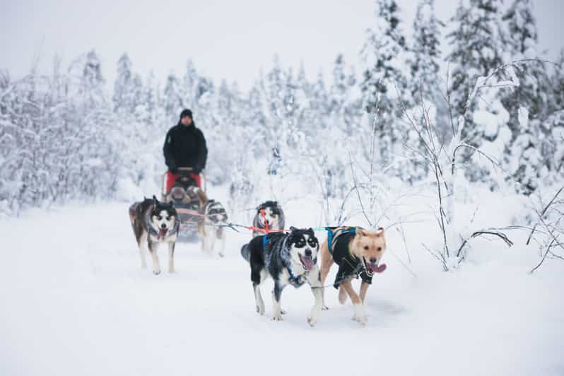 Levi: 15-Kilometres Self-Driving Husky Tour - What the introduction adds, and where time goes
