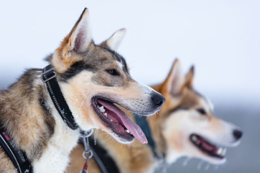 Levi: 7 km Self-Drive Husky Sledding Adventure - Key points at a glance