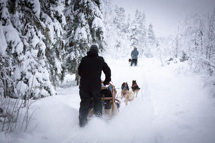 Levi: 7 km Self-Drive Husky Sledding Adventure - Taking the reins in Levi