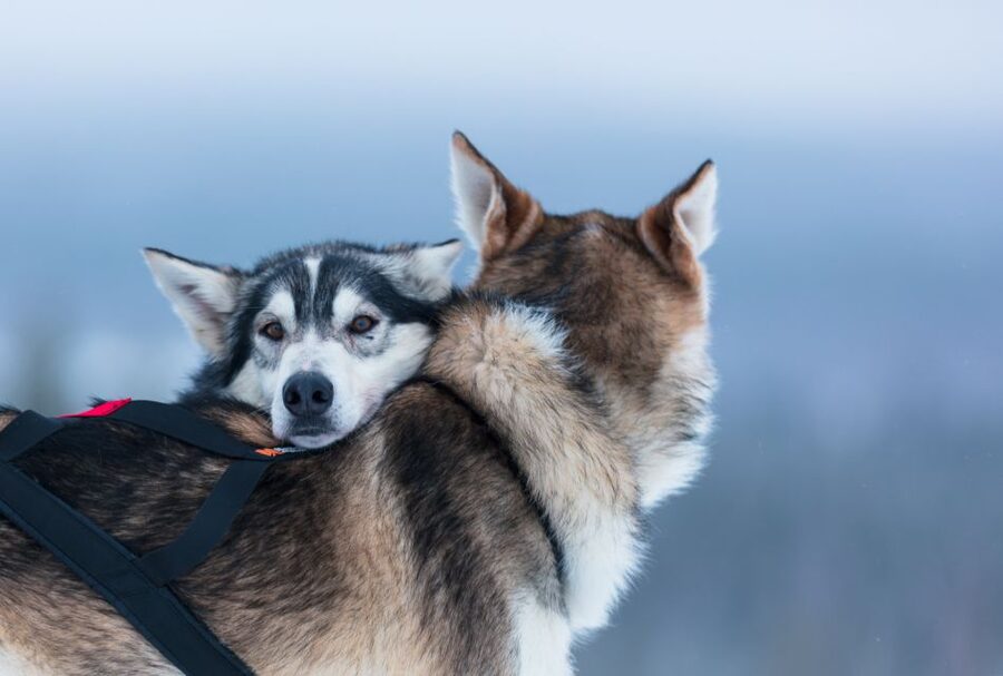 Levi: 7 km Self-Drive Husky Sledding Adventure - Who should book this husky safari?