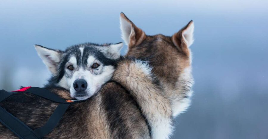 Levi: 7 km Self-Drive Husky Sledding Adventure - From Levi hotels to the husky farm