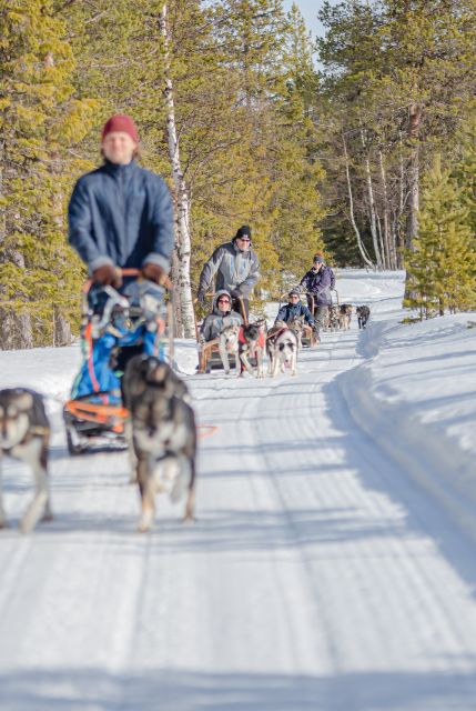 Levi: Evening Husky Sled Ride under the Northern Lights - Key points to know before booking