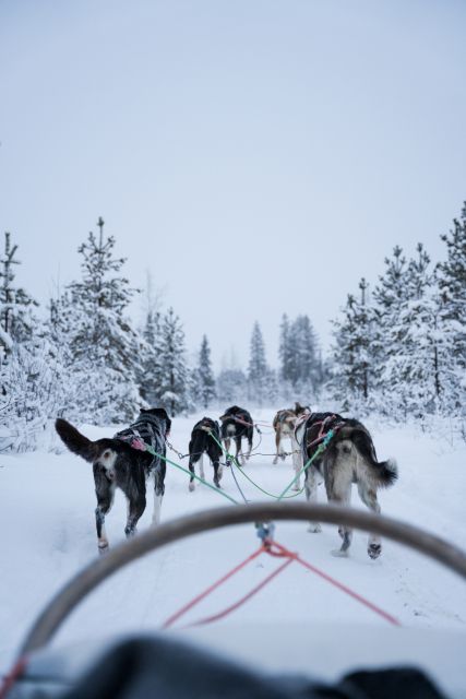 Levi: Evening Husky Sled Ride under the Northern Lights - Setting out from Hissitie 11 in Levi