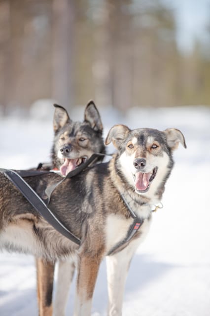 Levi: Guide-driven Husky Safari - From Hissitie 11 to the snowy forest