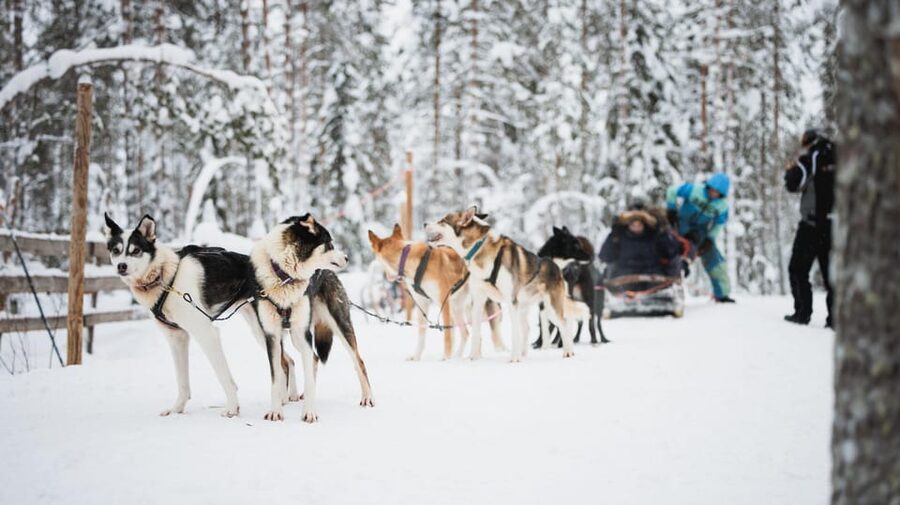 Levi: Husky and Reindeer Farm Visit with Snowmobiling - Cold weather, comfort, and practical clothing