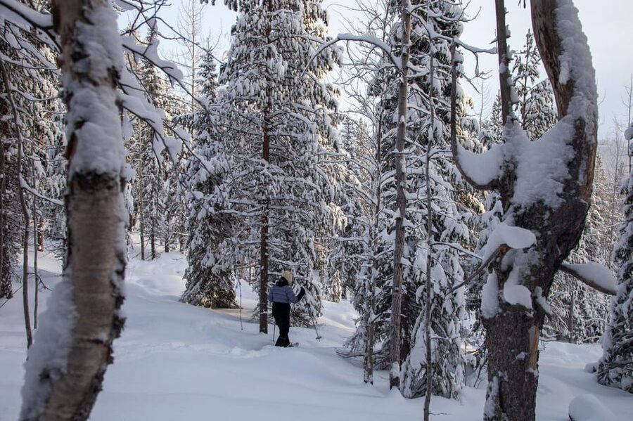 Levi: Lakeside forest snowshoeing - Key points to know before booking