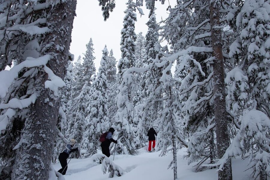 Levi: Lakeside forest snowshoeing - From Levi parking lot to the snowy trail