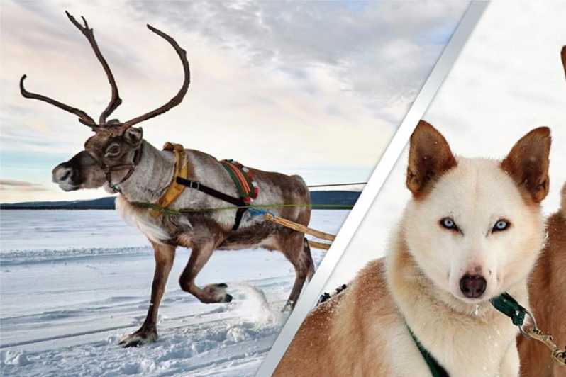 Levi: Lapland Reindeer and Husky Safari - Meeting reindeer on a working farm