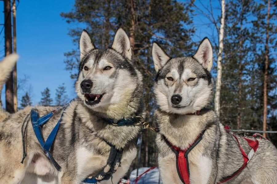 Levi: Lapland Reindeer and Husky Safari - The husky center brings the energy