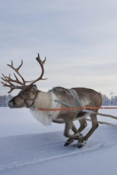 Lapland Reindeer and Husky Safari