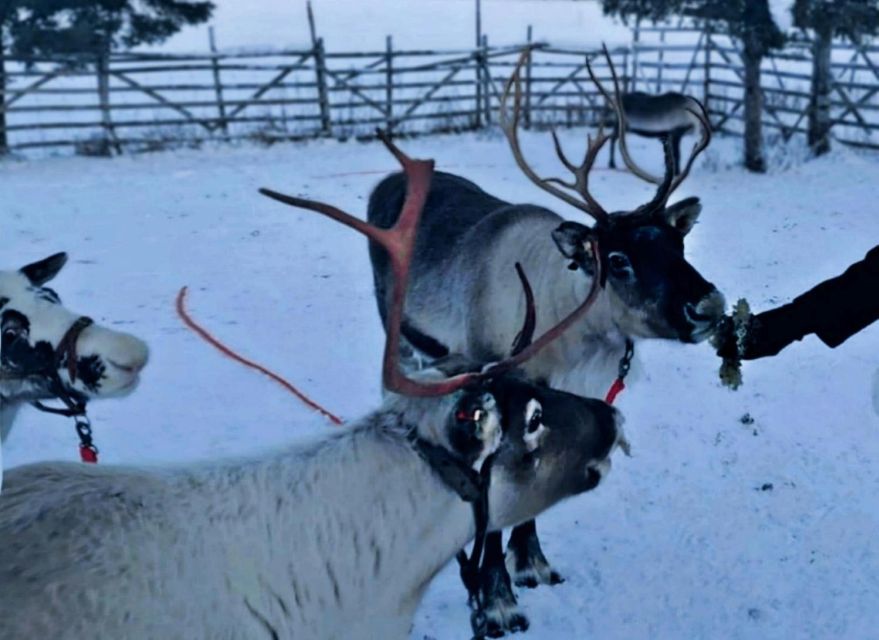 Levi: Lapland Reindeer Safari - The 1-kilometer sled ride through the woods