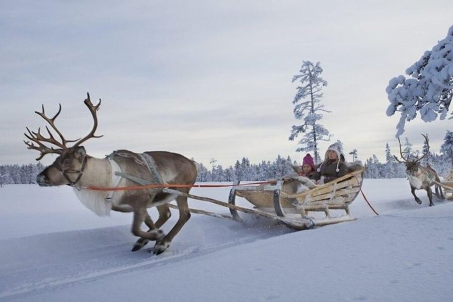 Levi: Lapland Reindeer Safari - What happens when there is not enough snow