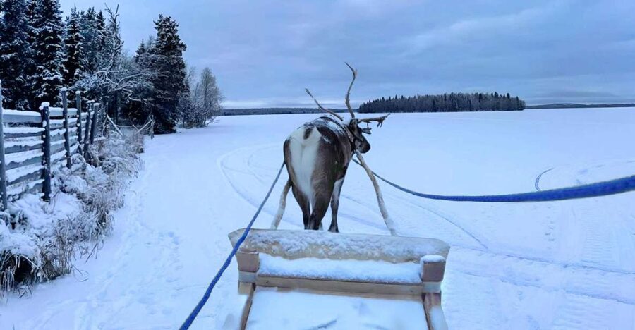 Levi: Lapland Reindeer Safari - Who will enjoy this Levi safari