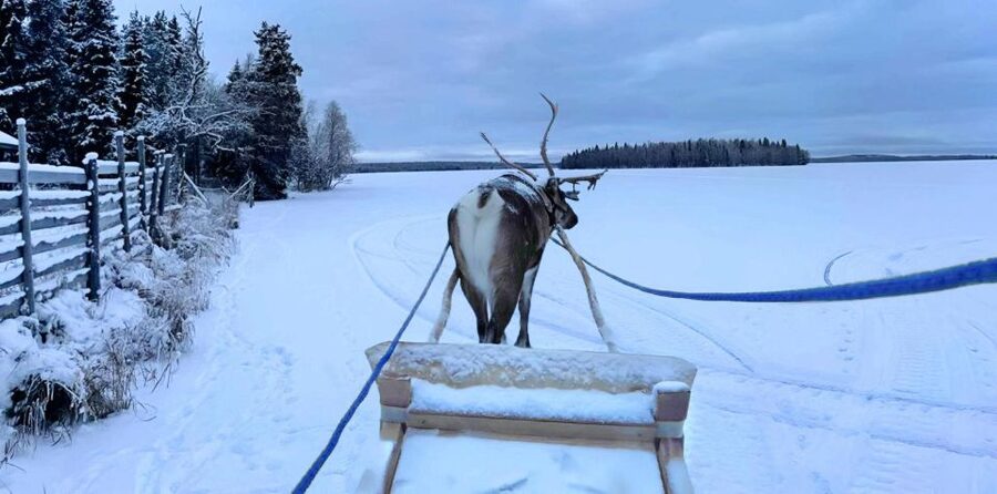 Levi: Lapland Reindeer Safari - Timing, meeting points, and small details