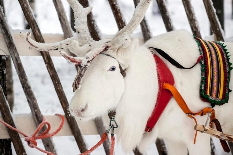 Levi: Lapland Reindeer Safari - Should you book the reindeer safari?