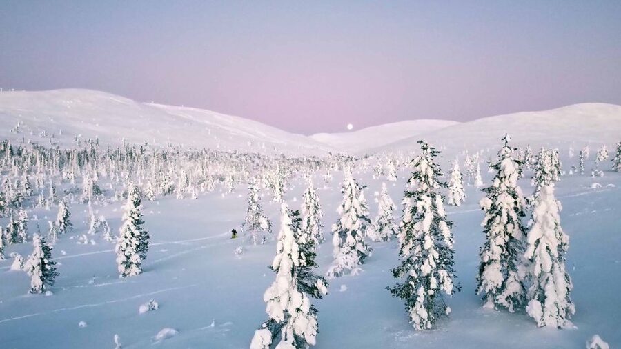 Levi: Pallas National Park Adventure with Pro Photos & BBQ - Walking through Arctic forest and fell country