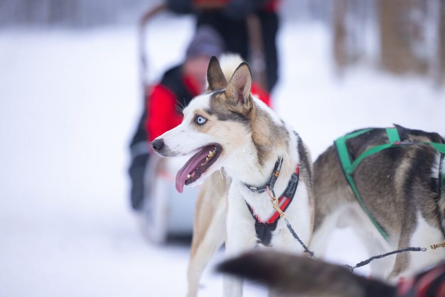 Levi Polar Lights Tours: Arctic Circle Guided Husky Tour - Driving a husky sled through Levi’s winter woods