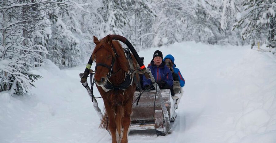 Levi, Polar Lights Tours: One Horse Open Sleigh Ride - A gentle ride into Levi’s snowy forest