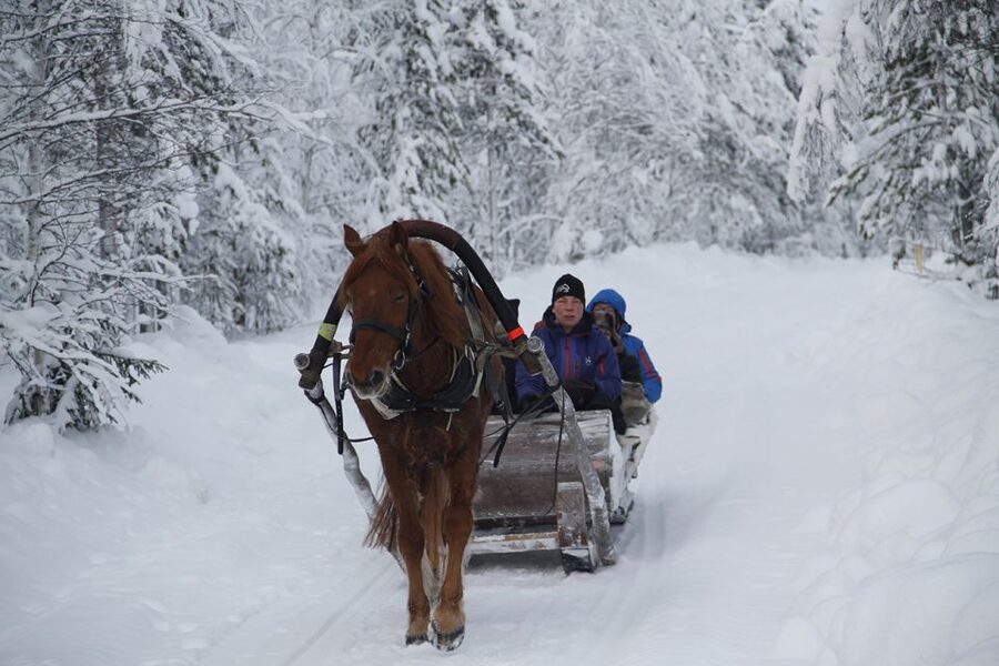 Levi, Polar Lights Tours: One Horse Open Sleigh Ride - The Arctic night and the Northern Lights question