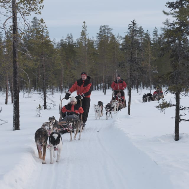Levi Polar Lights Tours: Path of the Gnome Husky Safari 15km - Meeting the huskies and learning the sled