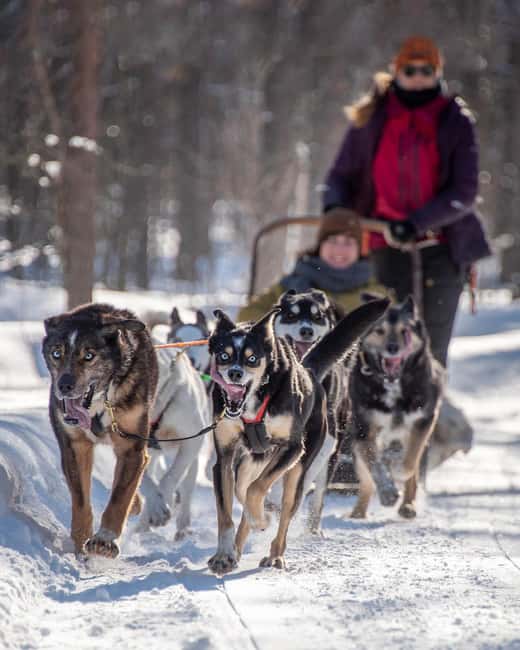 Levi Polar Lights Tours: Reindeer and Husky Taster - Key points at a glance