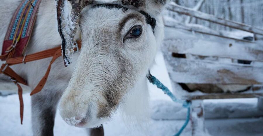 Levi Polar Lights Tours: Reindeer and Husky Taster - Two Arctic rides in one short outing