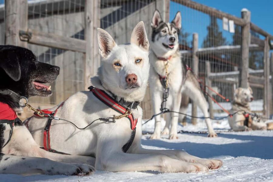 Levi Polar Lights Tours: Reindeer and Husky Taster - What to wear for minus 20 degree conditions
