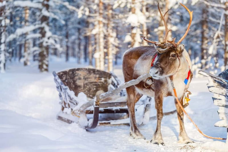 Levi: Reindeer Experience with Sled Ride - Meeting Levi’s reindeer up close