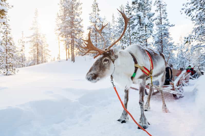 Levi: Reindeer Experience with Sled Ride - Feeding, photos, and time at the farm