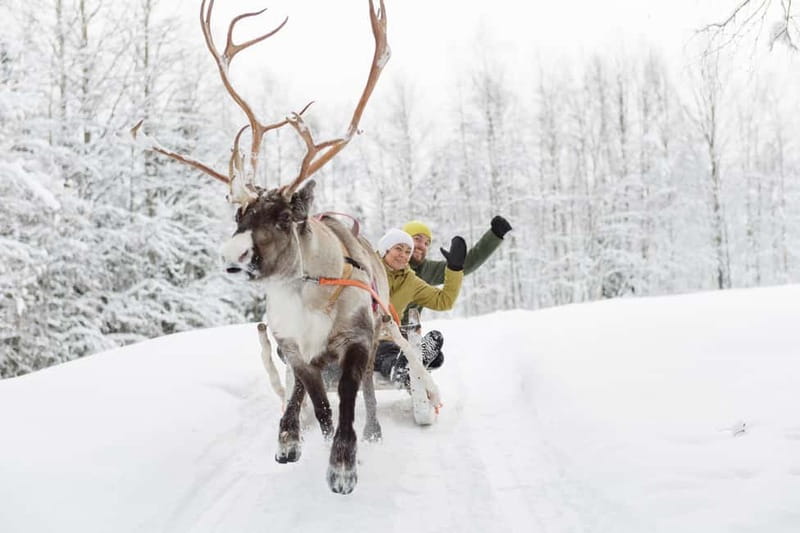 Levi: Reindeer Experience with Sled Ride - Is $142 a fair price?