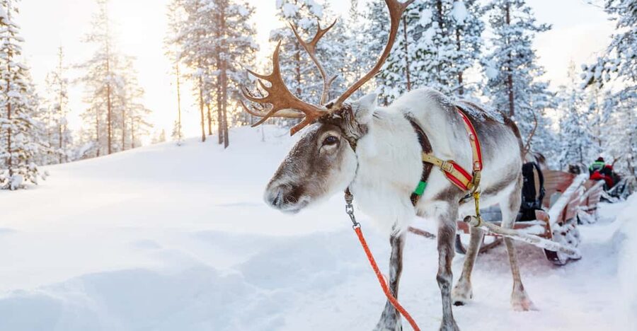 Levi: Reindeer Experience with Sled Ride - Practical advice for a warmer, better visit