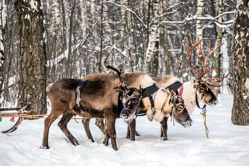 Levi: Reindeer Experience with Sled Ride - What the herders explain about Lapland life