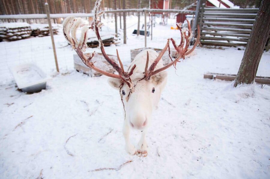 Levi: Reindeer Farm E-Fatbike Safari - What the $187 price includes
