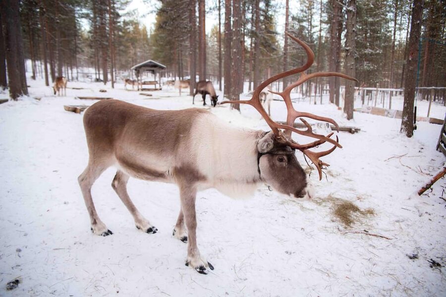 Levi: Reindeer Farm E-Fatbike Safari - Who should book this safari?