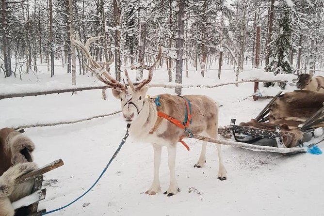 Levi Reindeer Safari - Long or Quick - with Sledge Ride - Warming up in a traditional kota