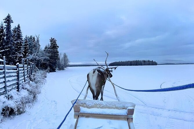 Levi Reindeer Safari - Long or Quick - with Sledge Ride - Animal welfare and the role of weather