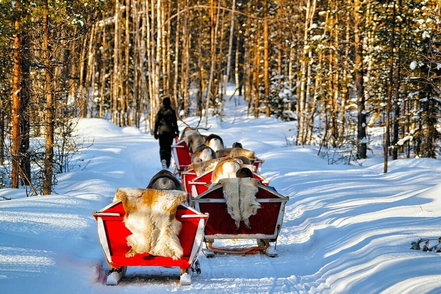 Levi: Reindeer Sleigh Ride Tour in Snowy Forest - Key points to know before you book
