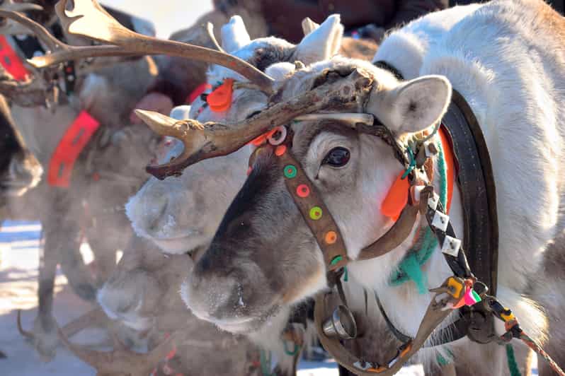 Levi: Reindeer Sleigh Ride Tour in Snowy Forest - Who will enjoy this Levi activity most