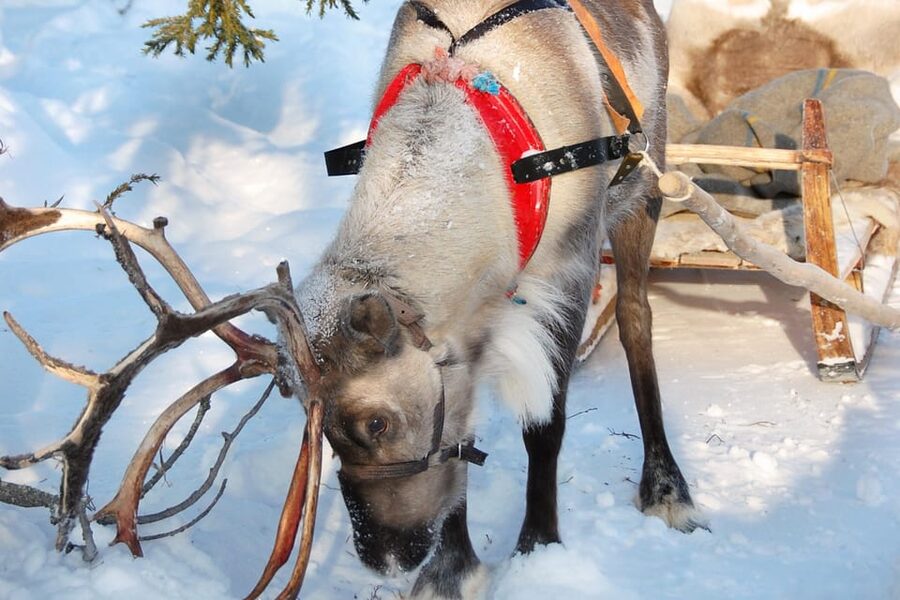 Levi: Reindeer Sleigh Ride Tour in Snowy Forest - A gentle start to Lapland’s winter world