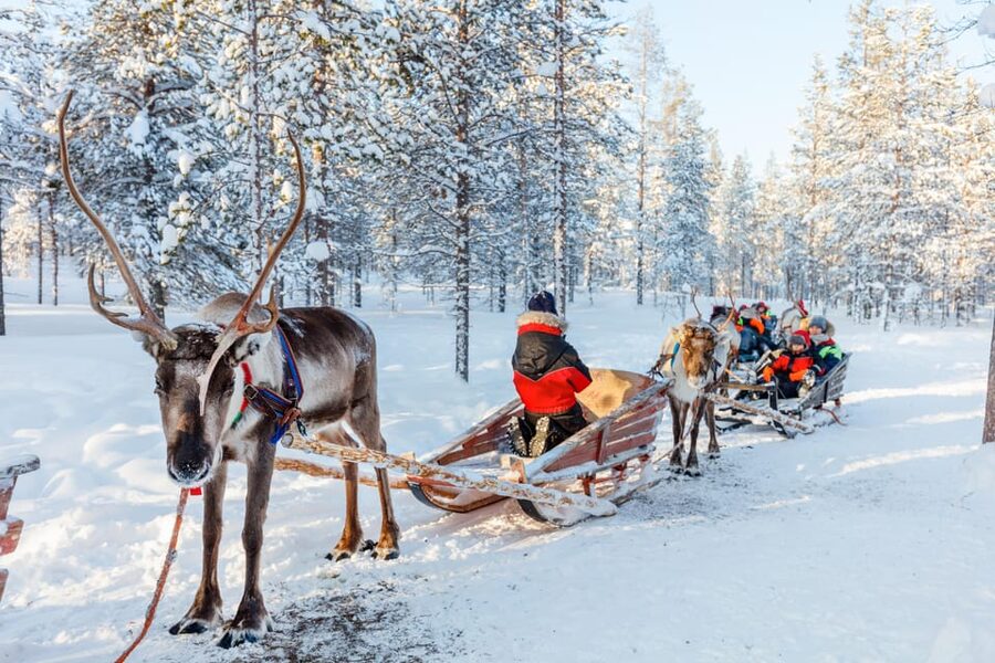 Levi: Reindeer Sleigh Ride Tour in Snowy Forest - Meeting the reindeer before the sleigh ride