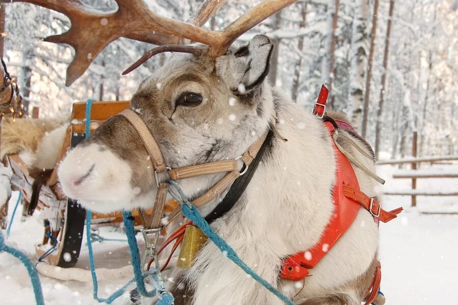 Levi: Reindeer Sleigh Ride Tour in Snowy Forest - Riding 1.5 kilometers through the snowy forest