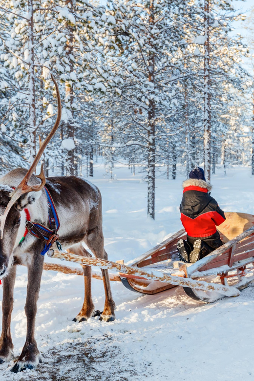 Levi: Reindeer Sleigh Ride Tour in Snowy Forest - How the timing affects your day