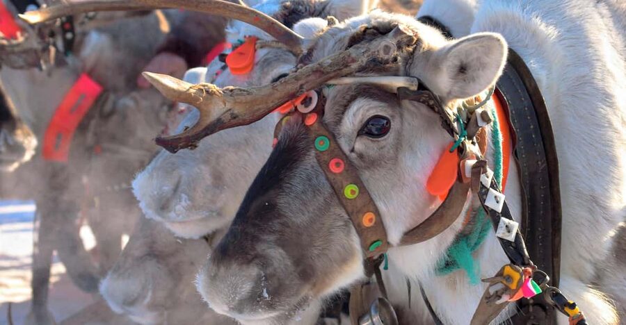 Levi: Reindeer Sleigh Ride Tour in Snowy Forest - Finding the Polar Lights Tours pickup in Levi