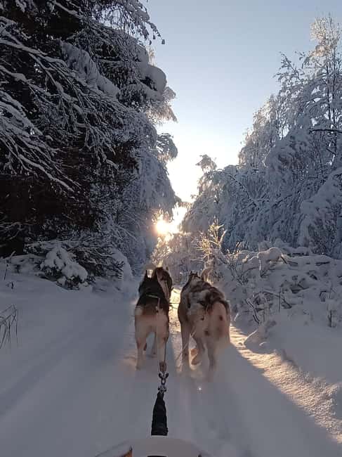 Levi: Self-Drive 2 KM Husky Sledding Experience - What this one-hour husky visit is really like