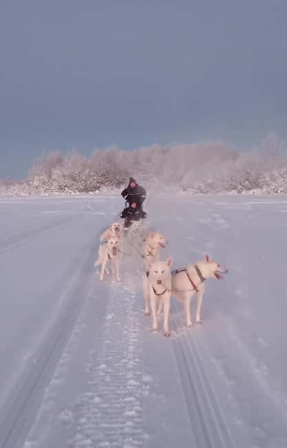 Levi: Self-Drive 2 KM Husky Sledding Experience - Meeting the dogs before you drive